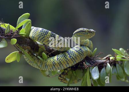 Die Wagler's Pit Viper auf schwarzem Hintergrund Stockfoto