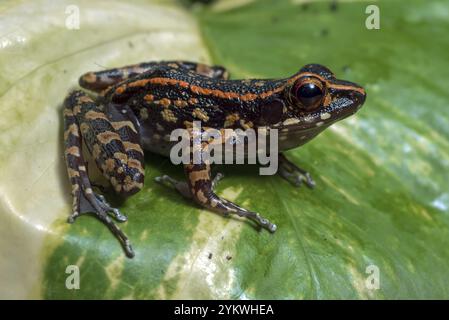 Der gefleckte Dampffrosch thronte auf einer Blume Stockfoto