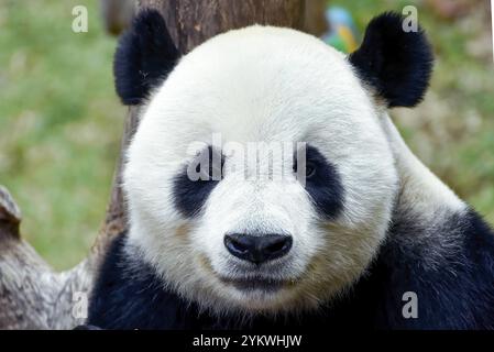 Riesiger Panda im Safaripark Stockfoto