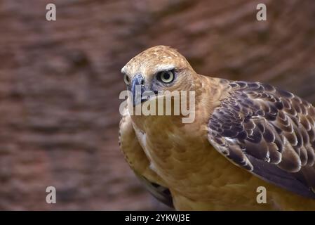 Nahaufnahme eines wechselbaren Falkenadlers Stockfoto