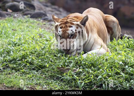 Seltener Goldtiger in ihrer Umgebung Stockfoto