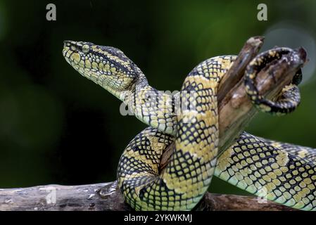 Weiße Grubenviper (Trimeresurus insularis) auf schwarzem Hintergrund Stockfoto