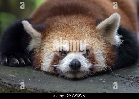 Schöne Bilder eines roten Panda Stockfoto