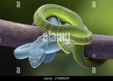 Kleine Sunda-Grubenviper (Trimeresurus insularis) auf einem Ast gewickelt Stockfoto