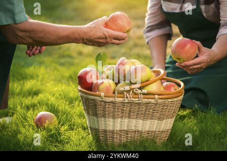 Ältere Hände, die Früchte halten. Apfelkorb auf Gras. Gartenarbeit als Heimbetrieb Stockfoto