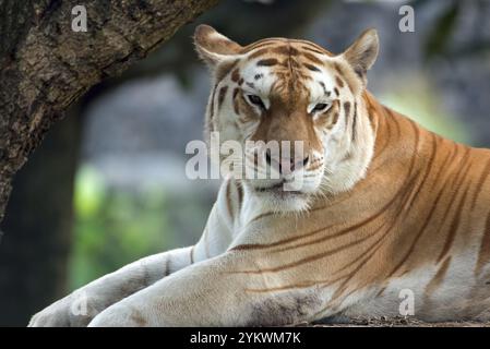 Seltener Goldtiger in ihrer Umgebung Stockfoto