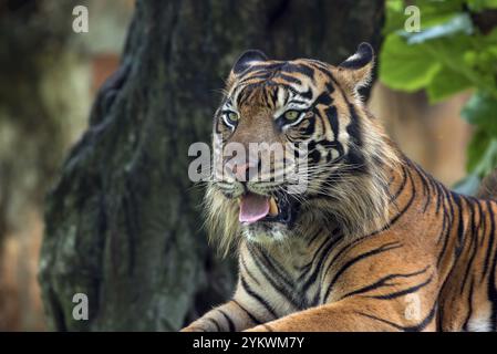 Nahaufnahme des sumatra-Tigers Stockfoto