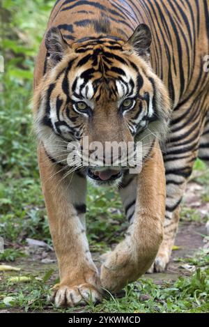 Sumatra-Tiger mit neugierigem Aussehen Stockfoto