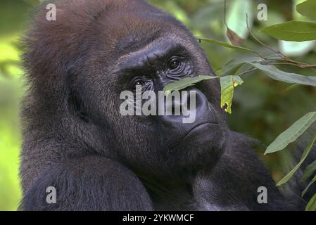 Flachland-Silberrückengorilla im Wald Stockfoto