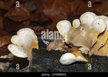 Gelbfärbender Klammerpilz, möglicherweise laetiporus sulphureus, wächst auf einem verfaulenden Baumstamm in einem Herbstwald und zeigt den Zersetzungsprozess der Natur Stockfoto