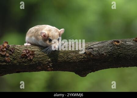 Eine Wüstenratte, bekannt als Gerbil, auf der Suche nach Nahrung Stockfoto