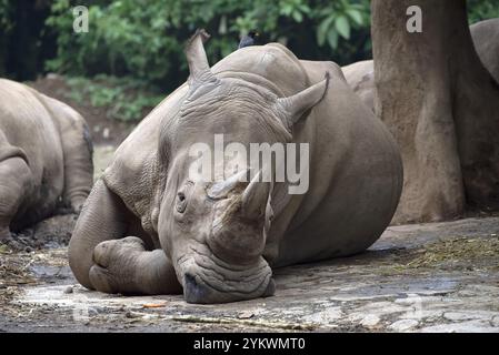 Zwei gehörnte Nashörner in Gefangenschaft Stockfoto