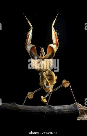 Detail einer toten Blattmantis (Deroplatys lobata) Stockfoto