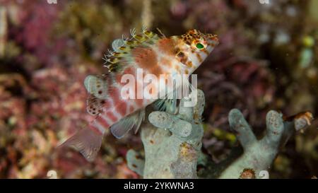 Flossenfalke raja ampat Stockfoto