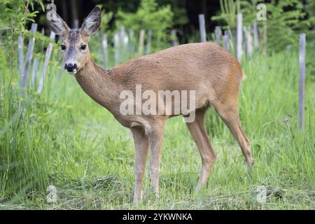 Rehe im Gras, Capreolus capreolus. Wildes Reh in der Natur Stockfoto