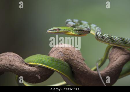 Nahaufnahme der asiatischen Weinschlange auf dem Baum Verzweigung Stockfoto