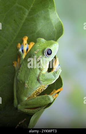 Grüner Baum fliegender Frosch (Rhacophorus reinwarditii) auf einem Blatt Stockfoto