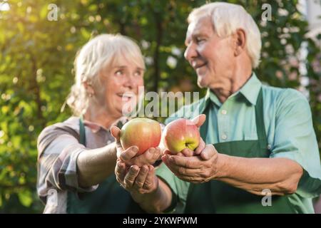 Hände von älteren Äpfeln. Obst und Sonnenlicht Stockfoto