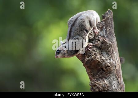 Zuckergleiter (Petaurus breviceps) an einem Baumzweig Stockfoto