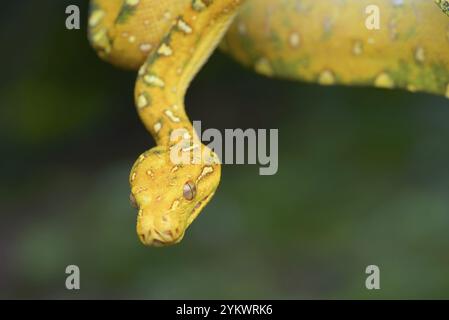 Nahaufnahme einer grünen Baumpython Stockfoto