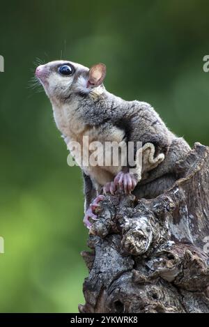 Zuckergleiter (Petaurus breviceps) auf Baumzweig Stockfoto