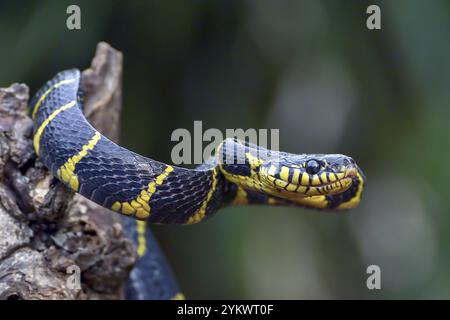 Die goldberingte Katzenschlange in Angriffsposition Stockfoto