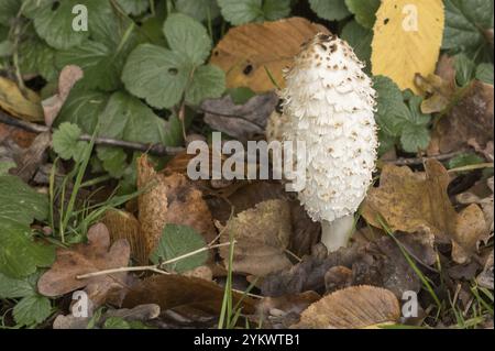 Nahaufnahme eines coprinus comatus-Pilzes, der während der Herbstsaison zwischen gefallenen Blättern wächst Stockfoto