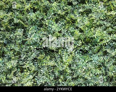 Grüner Hintergrund von Zweigen mit kleinen Blättern als natürliche Textur, Nachahmung von Grün aus Kunststoff Stockfoto