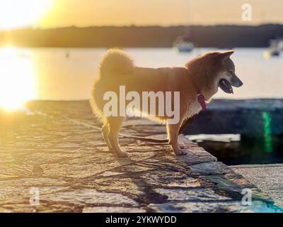 Bezaubernder roter Shiba Inu Hund, der bei Sonnenuntergang fröhlich am Ufer entlang spaziert, mit Wellen, die sanft in der Nähe zusammenbrechen. Hochwertiges, haustierfreundliches Bild, perfekt für Stockfoto