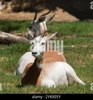 Dama Gazelle Stockfoto