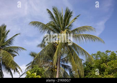 Ein atemberaubender Blick auf hohe Palmen, die sich vor einem klaren blauen Himmel mit ihren Wedern sanft im Wind bewegen. Die Szene ist ruhig und tropi Stockfoto