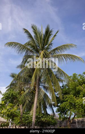 Ein atemberaubender Blick auf hohe Palmen, die sich vor einem klaren blauen Himmel mit ihren Wedern sanft im Wind bewegen. Die Szene ist ruhig und tropi Stockfoto