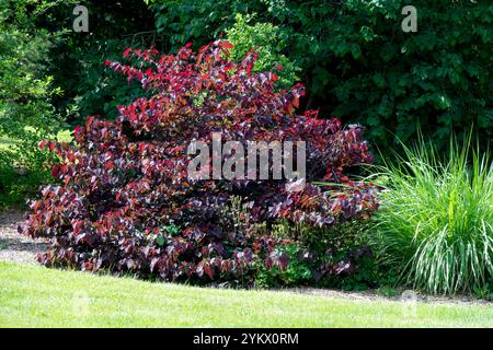 Lila Redbud-Baum Cercis canadensis „Waldpisse“ im Garten Stockfoto