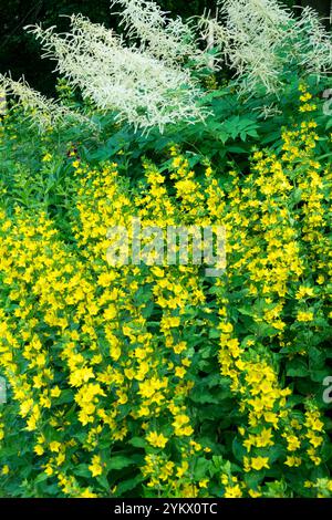 Gefleckter Loosestrife Lysimachia punctata Gelb weiß Aruncus dioicus sylvester Goatsbart im Sommergarten voller Blüte Stockfoto