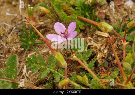 Gemeine Störche nennen 'Erodium cicutarium' zarte kleine rosa Blüten und lange spitze Samenkörner, die im Sand von Braunton Burrows im Norden von Devon gefunden werden. Stockfoto