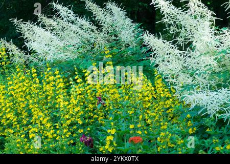 Gelb weiß Sommergarten Juni Border Circle Blume gefleckter Loosestrife Lysimachia punctata Aruncus dioicus sylvester blühender Ziegenbart Stockfoto