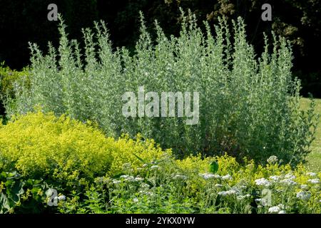 Artemisia Absinthium Absinth Beifuß großer Wermut Alchemilla vulgaris Ladys Mantle Garden Kräuter Stockfoto