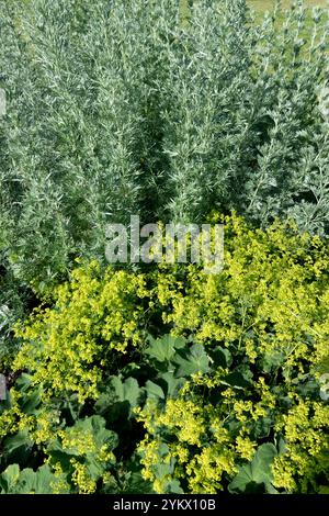 Artemisia Absinthium Alchemilla vulgaris Ladys Mantle Stockfoto