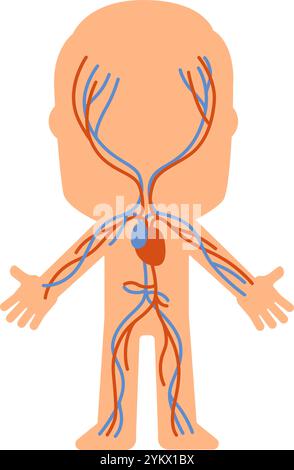 Vereinfachtes Diagramm des menschlichen Kreislaufsystems, das Venen und Arterien hervorhebt und eine klare visuelle Darstellung für Bildungszwecke bietet Stock Vektor