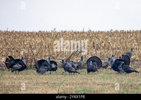 Wilde Türken (Meleagris gallopavo), die im Herbst neben einem Maisfeld stehen, horizontal Stockfoto