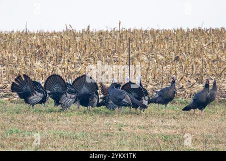 Wilde Türken (Meleagris gallopavo), die im Herbst neben einem Maisfeld stehen, horizontal Stockfoto