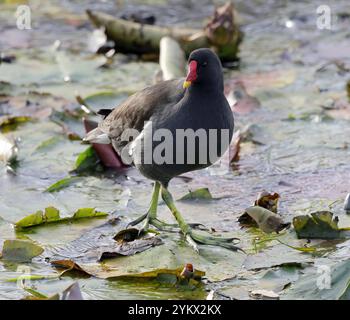 Teichhuhn (Gallinula Chloropus) Stockfoto