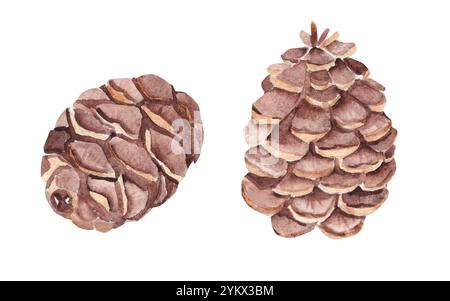 Satz mit zwei Tannenzapfen. Aquarell handgezeichnete botanische Illustration isoliert auf weißem Hintergrund. Designelemente für Weihnachts- und Winterdrucke Stockfoto