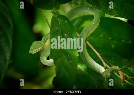 Die Borneanische Kielenviper Tropidolaemus subannulatus ist eine Schlange, die in Brunei, Indonesien, Malaysia und den USA beheimatet ist Stockfoto
