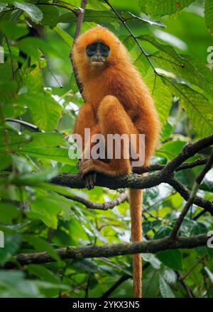 Kastanienaffe oder Blattaffen Presbytis rubicunda, endemisch auf Borneo und Karimata, leben in Wäldern und ernähren sich von Blättern, Samen und Früchten Stockfoto