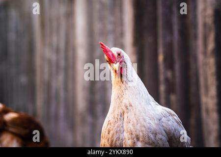 Eine Nahaufnahme eines Hühnchens mit einem leuchtenden roten Kamm, das draußen in der Nähe eines rustikalen Holzzauns im Nachmittagslicht steht. Stockfoto