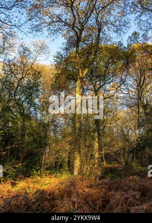 Wunderschöne farbenfrohe Wälder während der Herbstsaison. Stockfoto