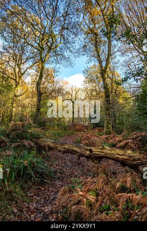 Wunderschöne farbenfrohe Wälder während der Herbstsaison. Stockfoto
