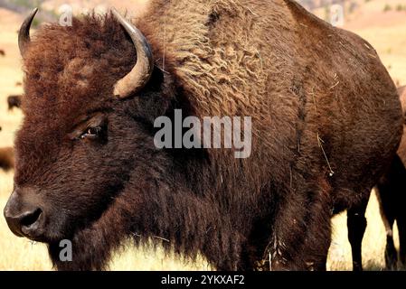 Nahaufnahme eines großen erwachsenen amerikanischen Bison auf den Graslandschaften von South Dakota, USA Stockfoto