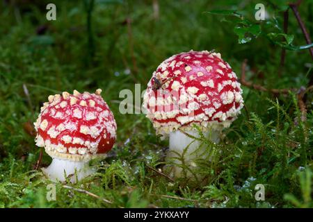 Amanita Muscaria Pilz im Moos. Bekannt als Fly Amanita oder Fly Amanita. Zwei rot-weiße Giftpilze im Fichtenwald. Stockfoto
